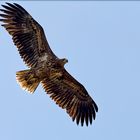 Seeadler 