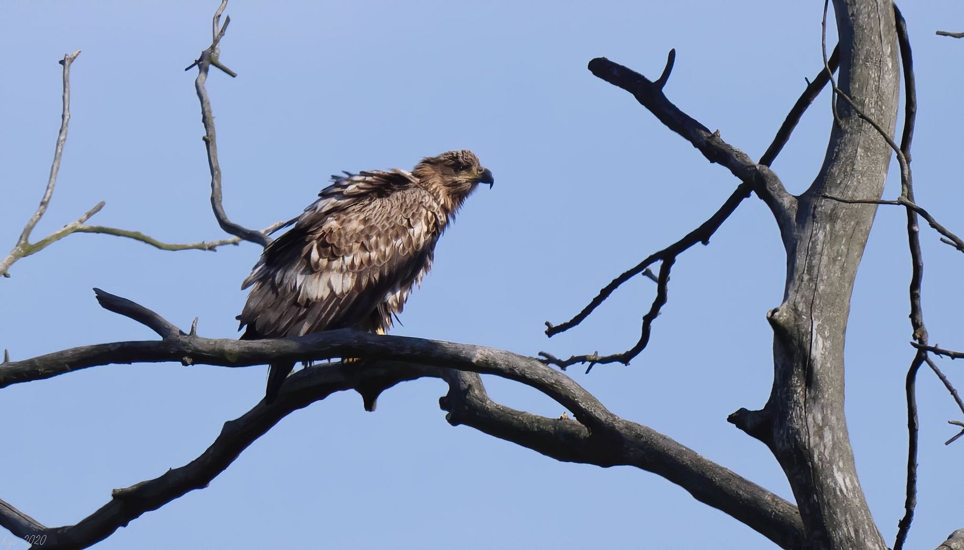 * Seeadler *