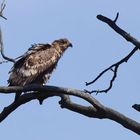 * Seeadler *