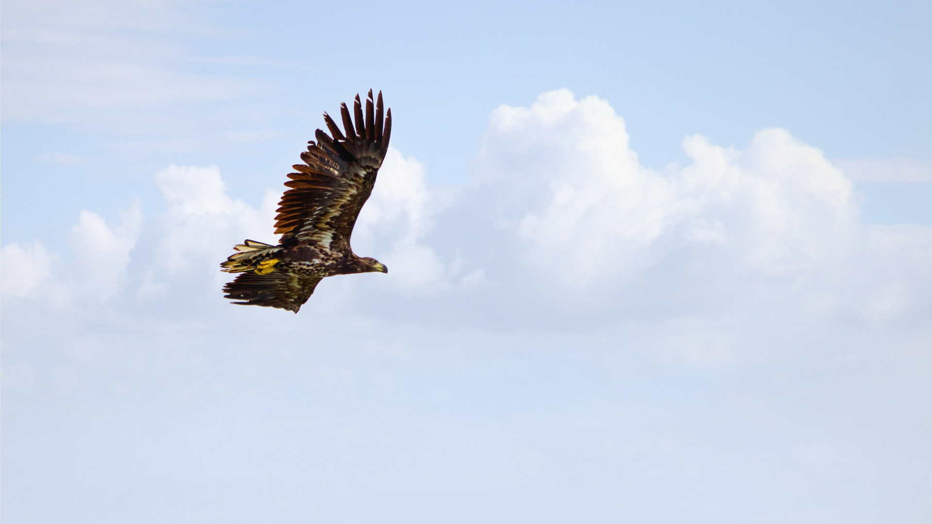 Seeadler