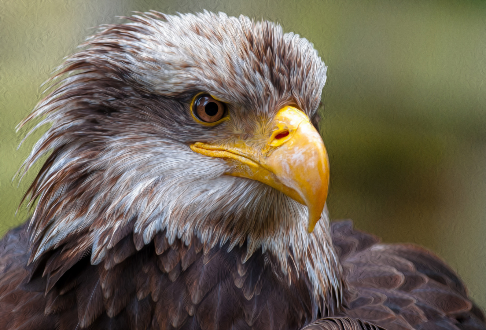 Seeadler