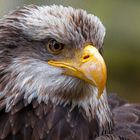 Seeadler