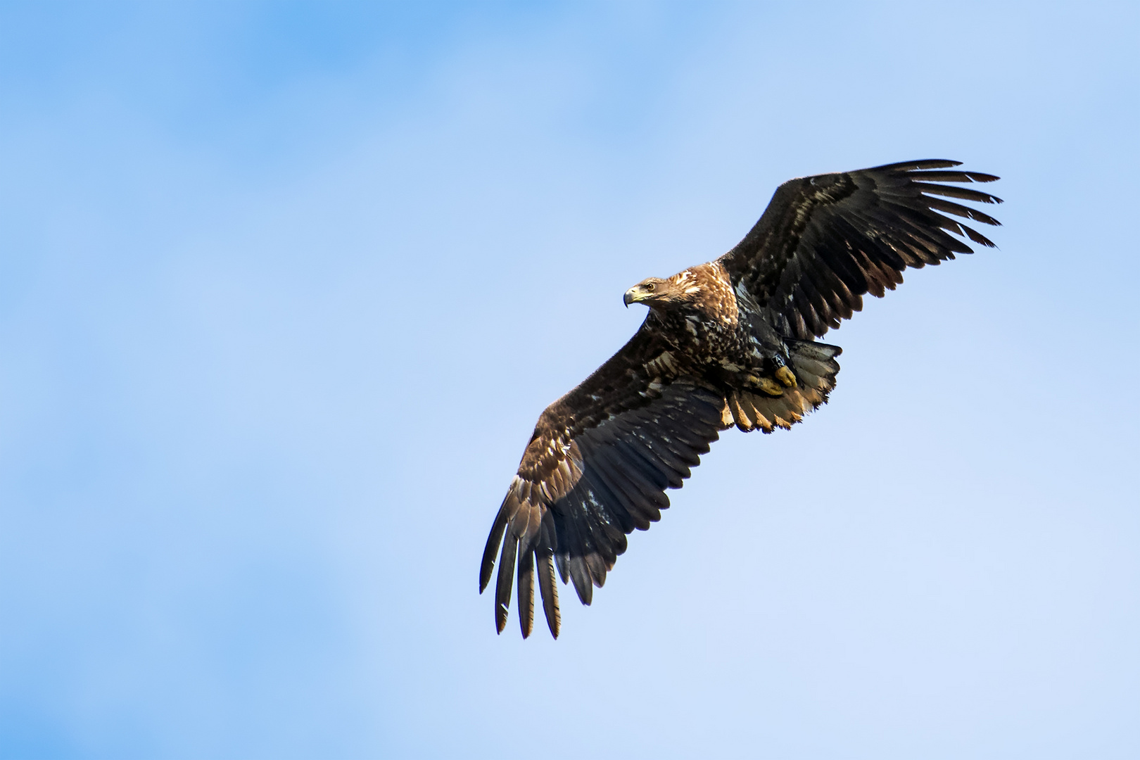 Seeadler