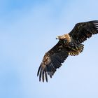 Seeadler