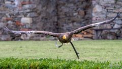 Seeadler