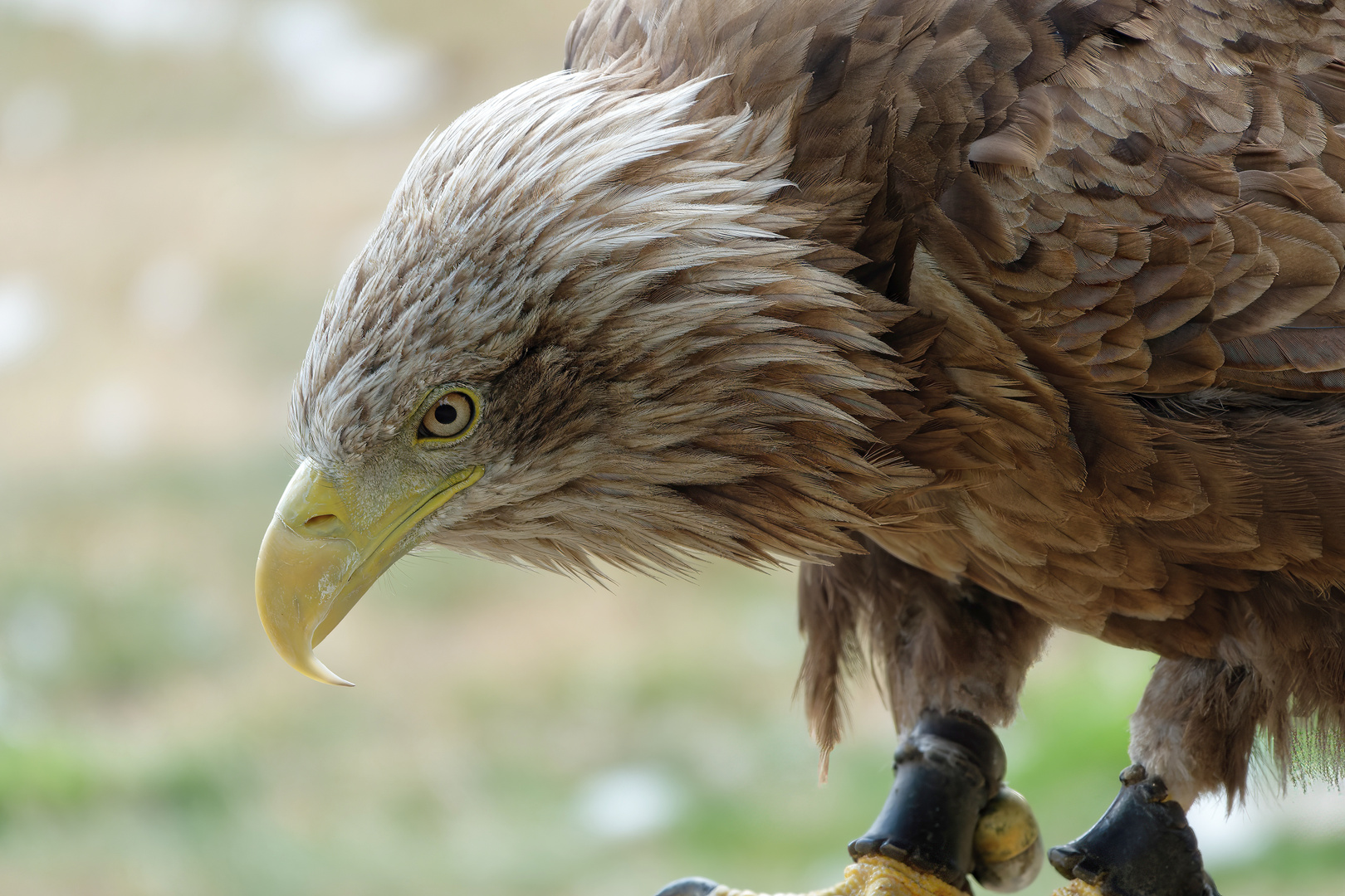 Seeadler