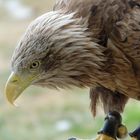 Seeadler