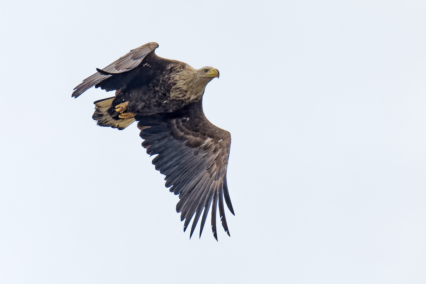 Seeadler