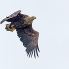 Seeadler