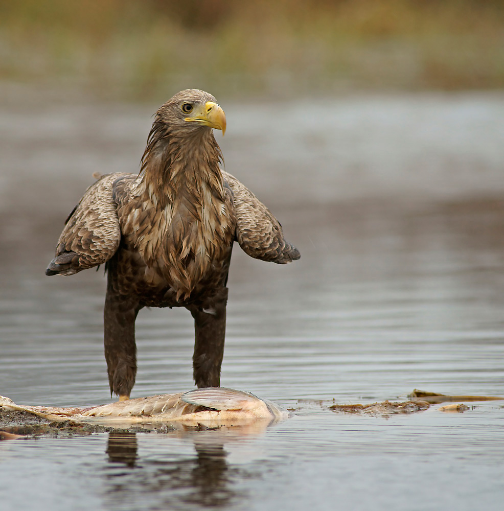 Seeadler Foto & Bild | tiere, wildlife, wild lebende vögel Bilder auf