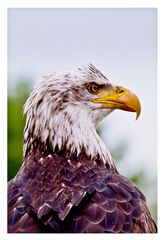 Seeadler