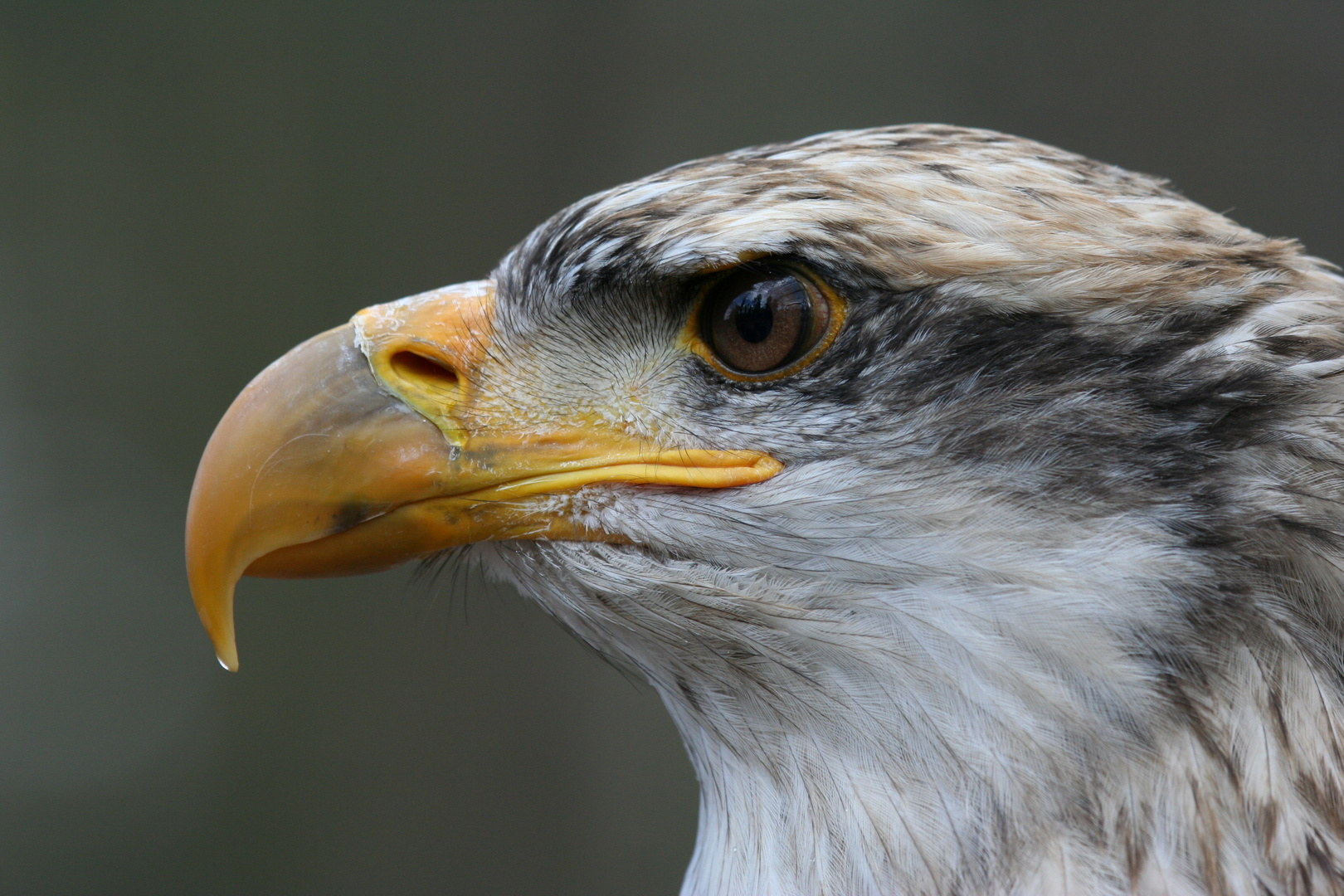 Seeadler