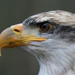 Seeadler