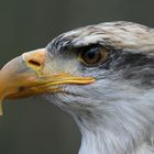 Seeadler