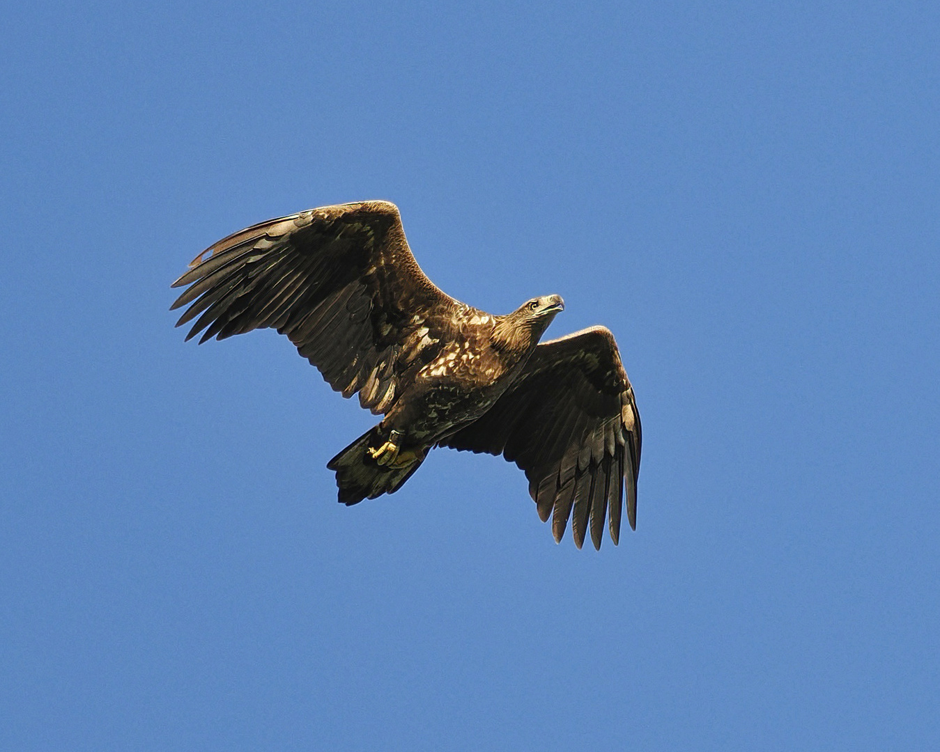 Seeadler