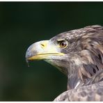 Seeadler