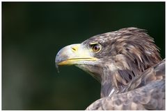 Seeadler