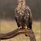 Seeadler