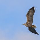 Seeadler