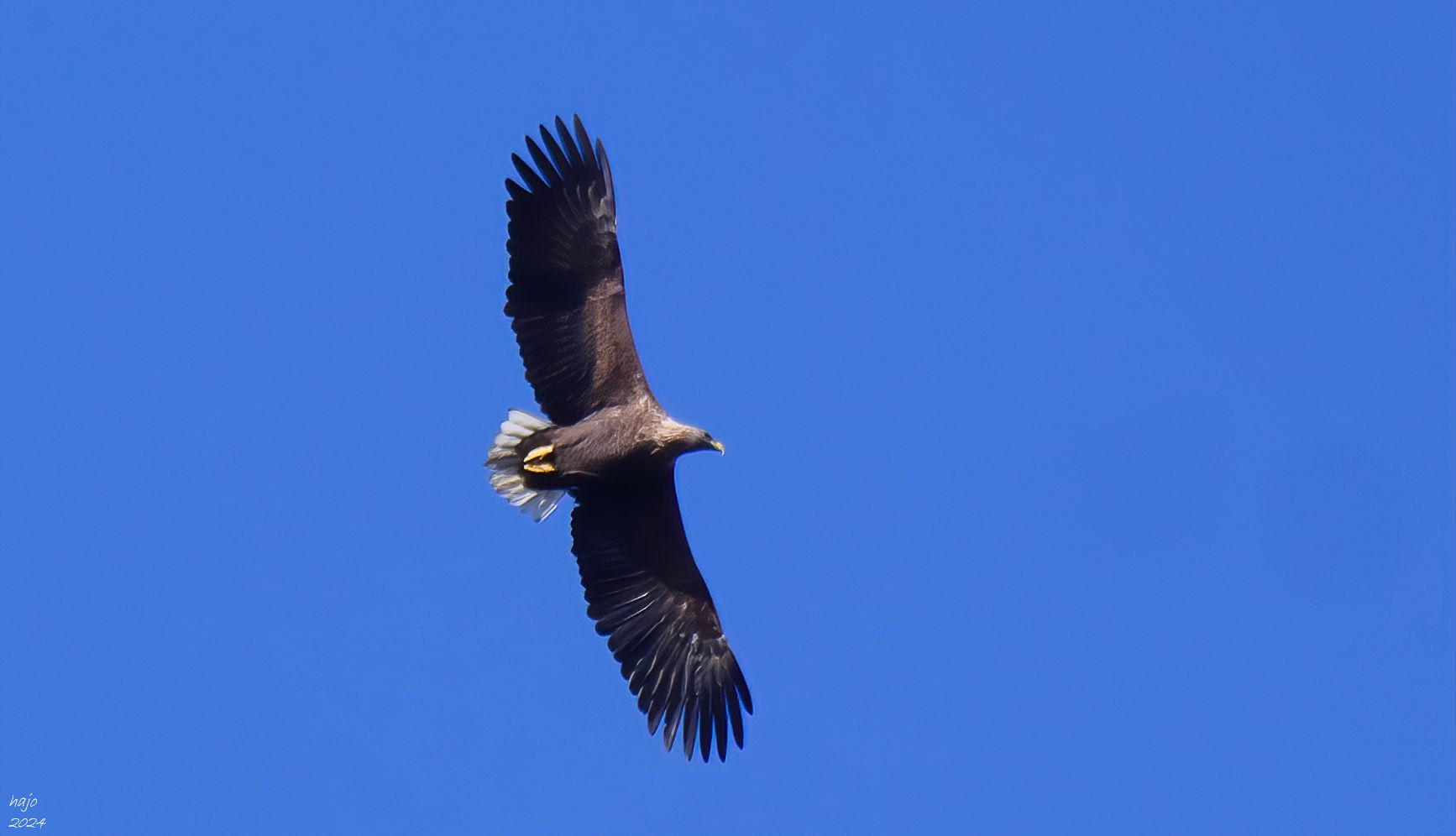 * Seeadler *