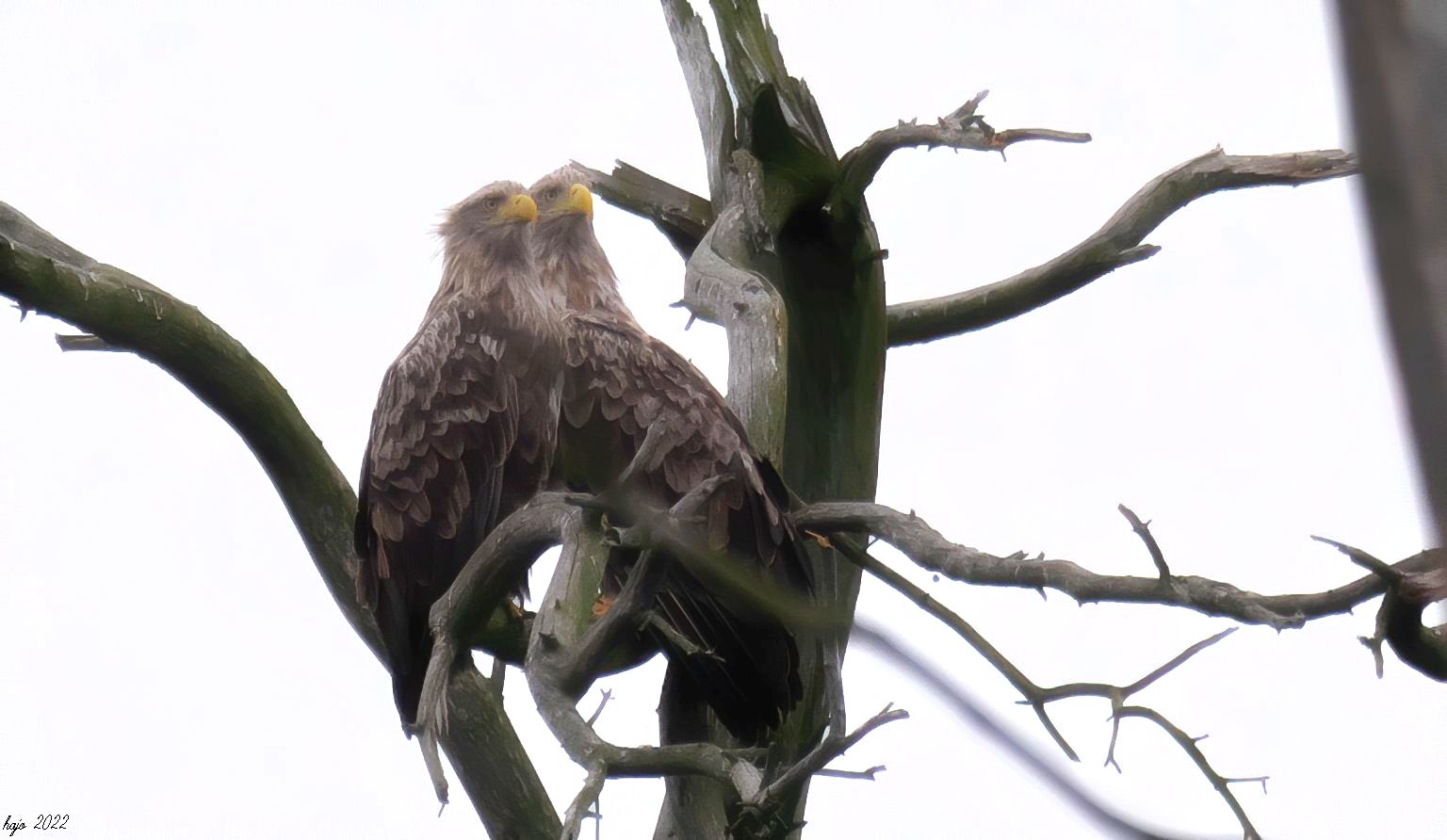 * Seeadler *