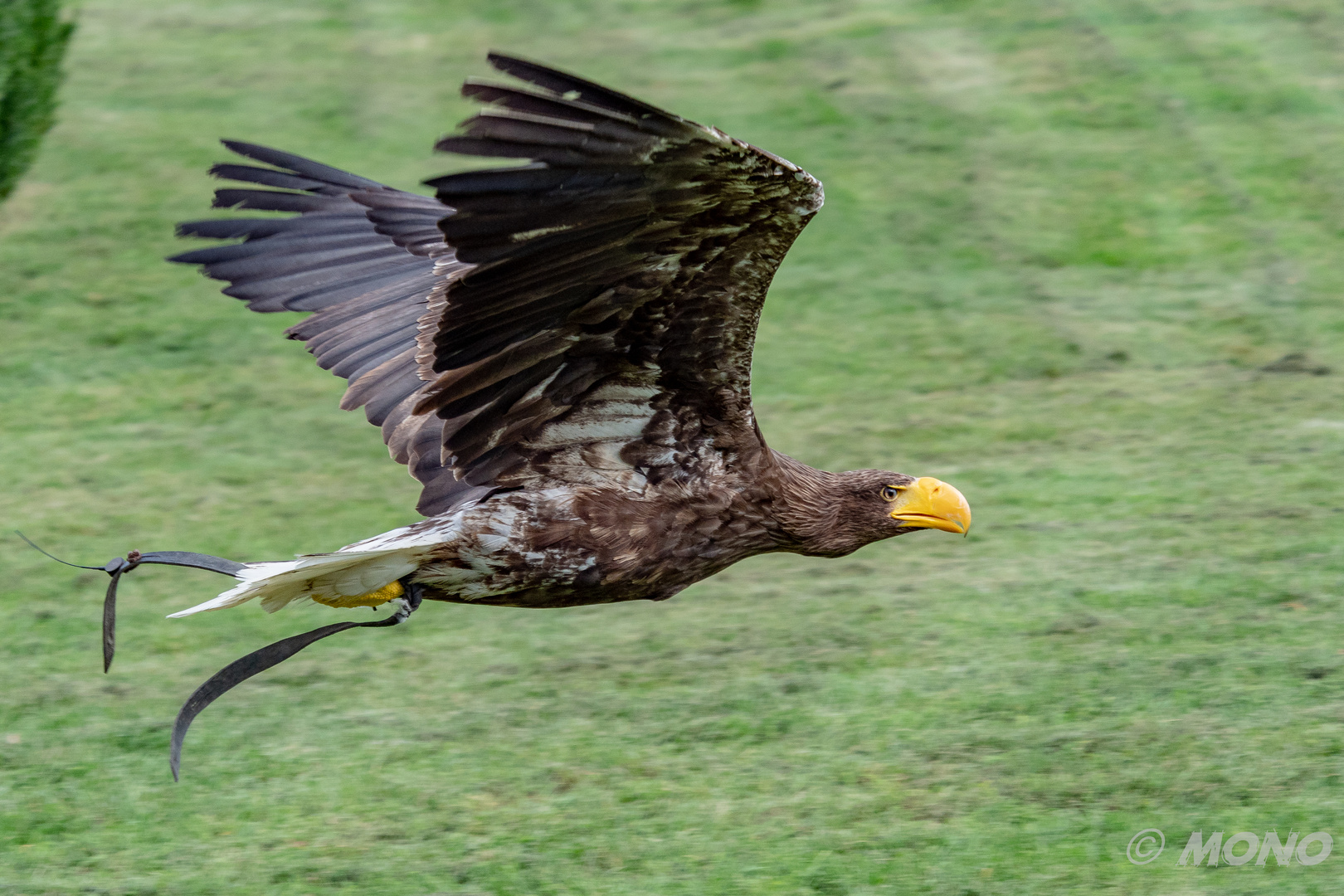 Seeadler