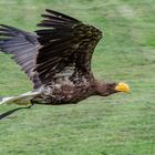 Seeadler