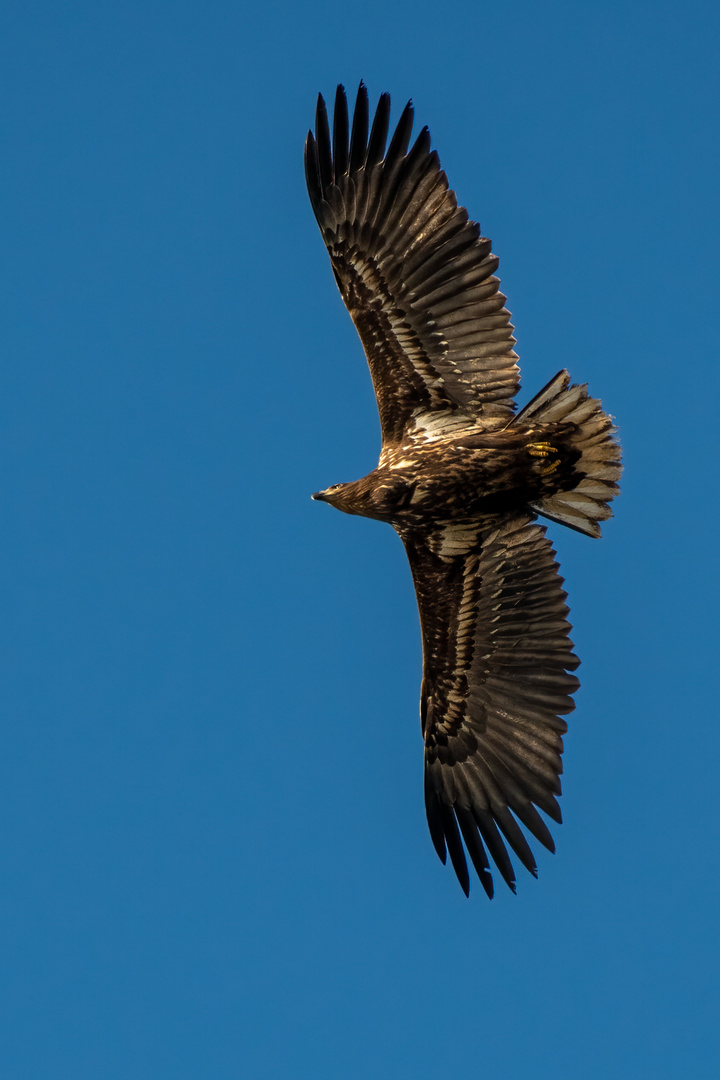 Seeadler