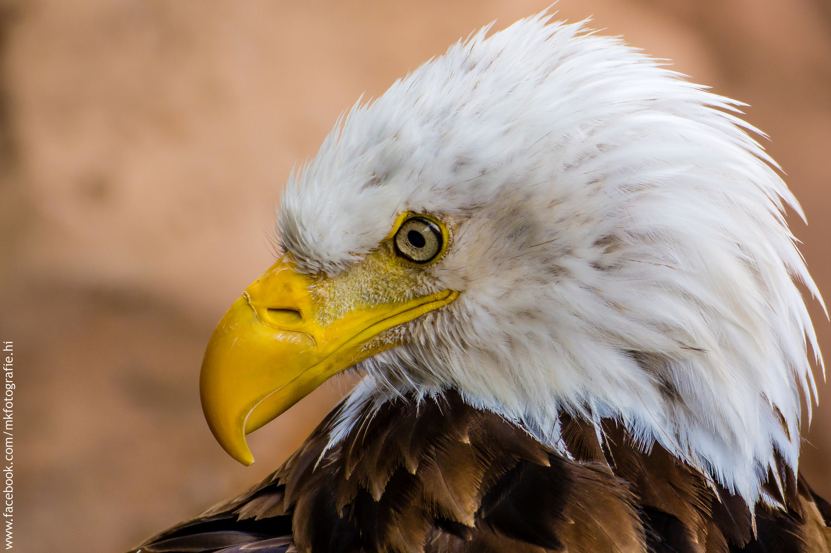 Seeadler