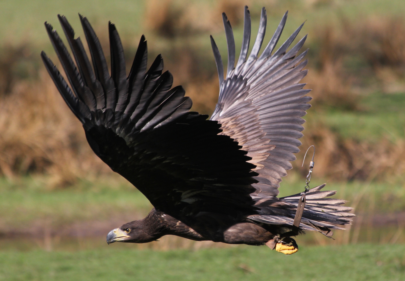 Seeadler