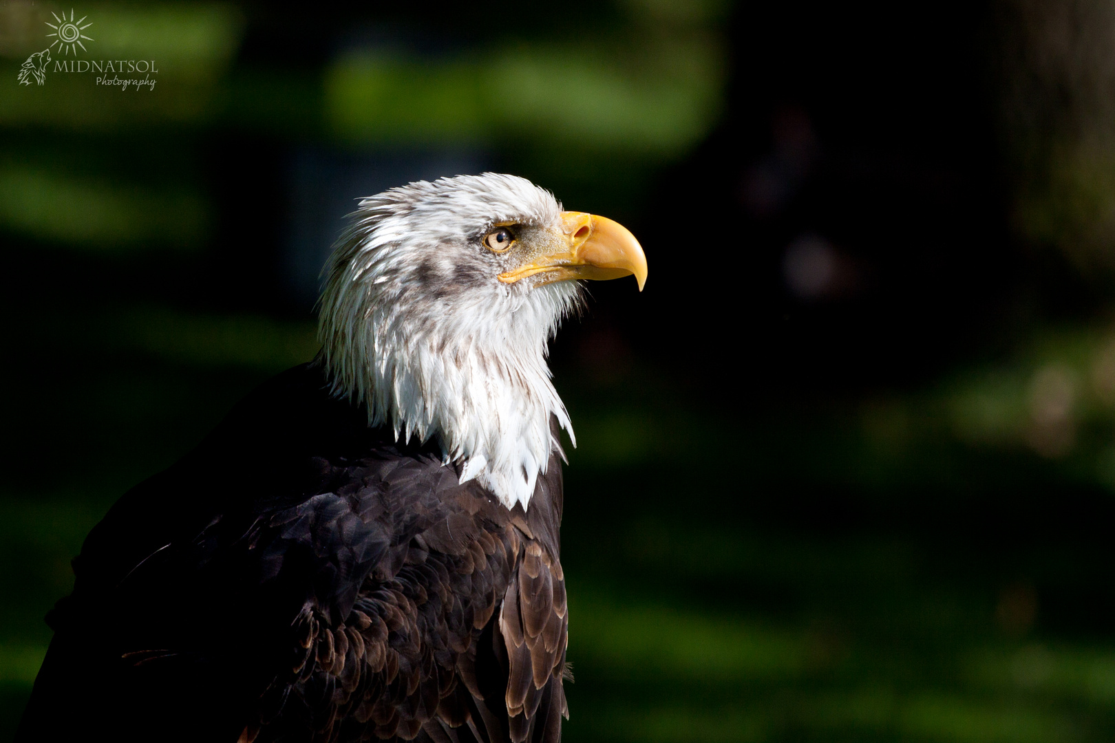 Seeadler