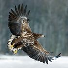 Seeadler 