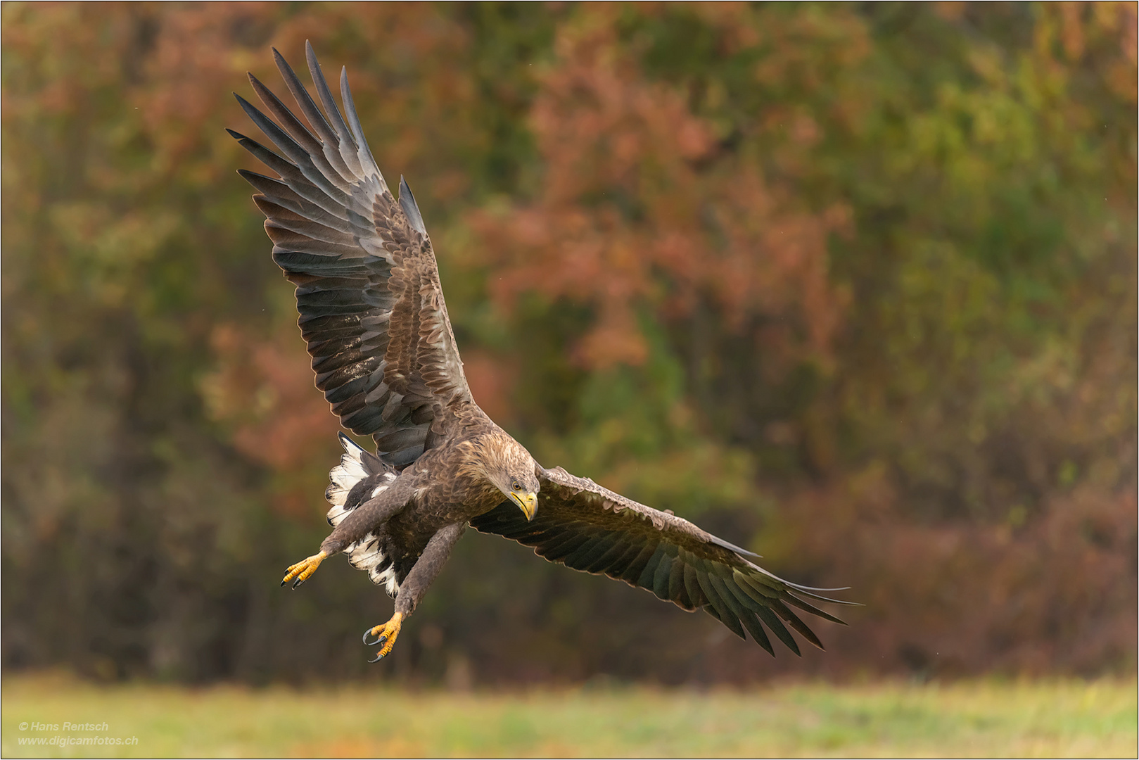 Seeadler