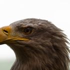 Seeadler