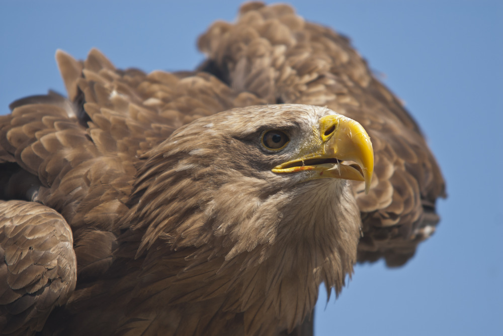 Seeadler