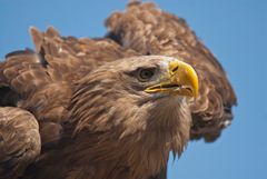 Seeadler