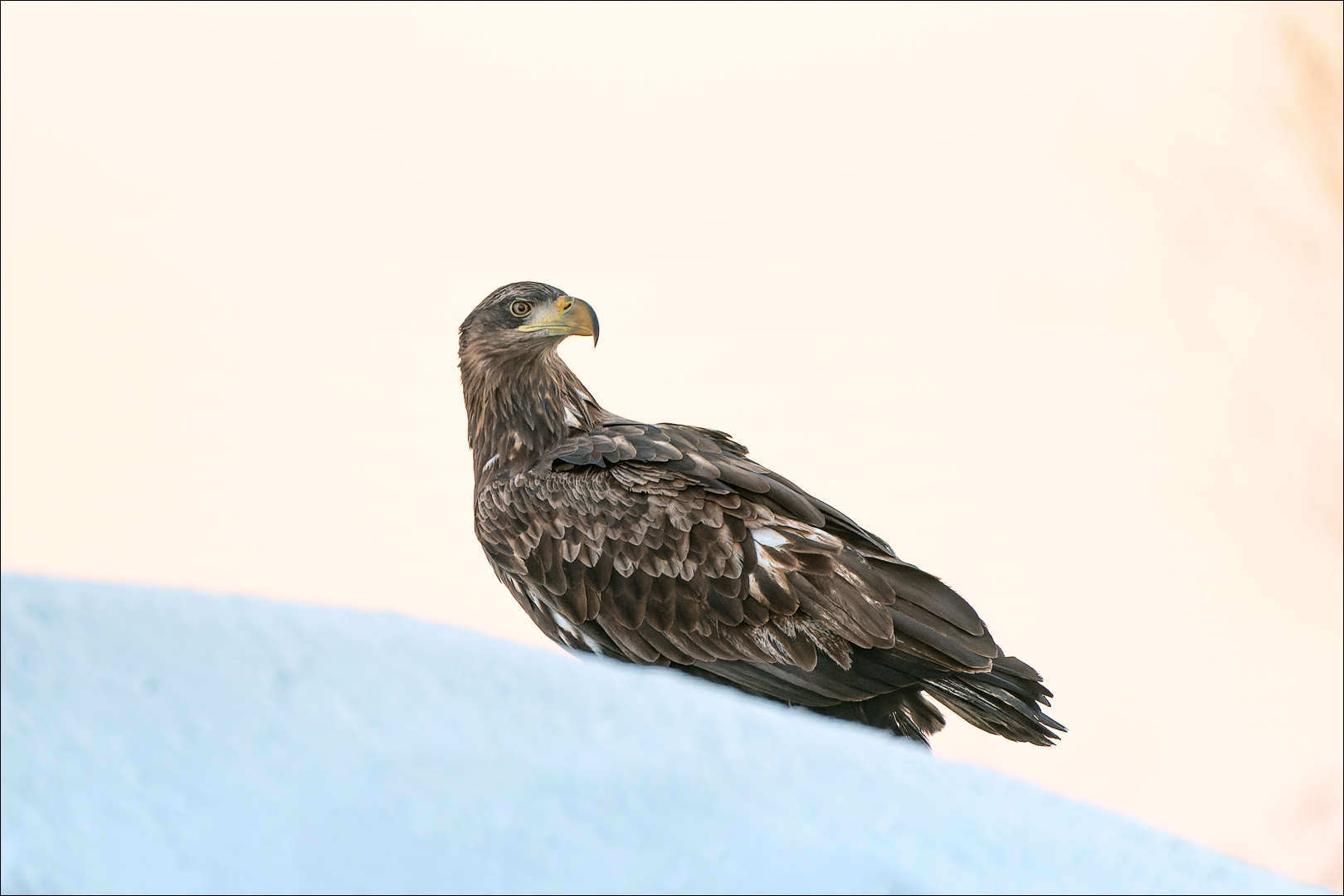 Seeadler