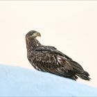 Seeadler