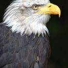 Seeadler