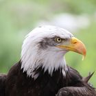 Seeadler