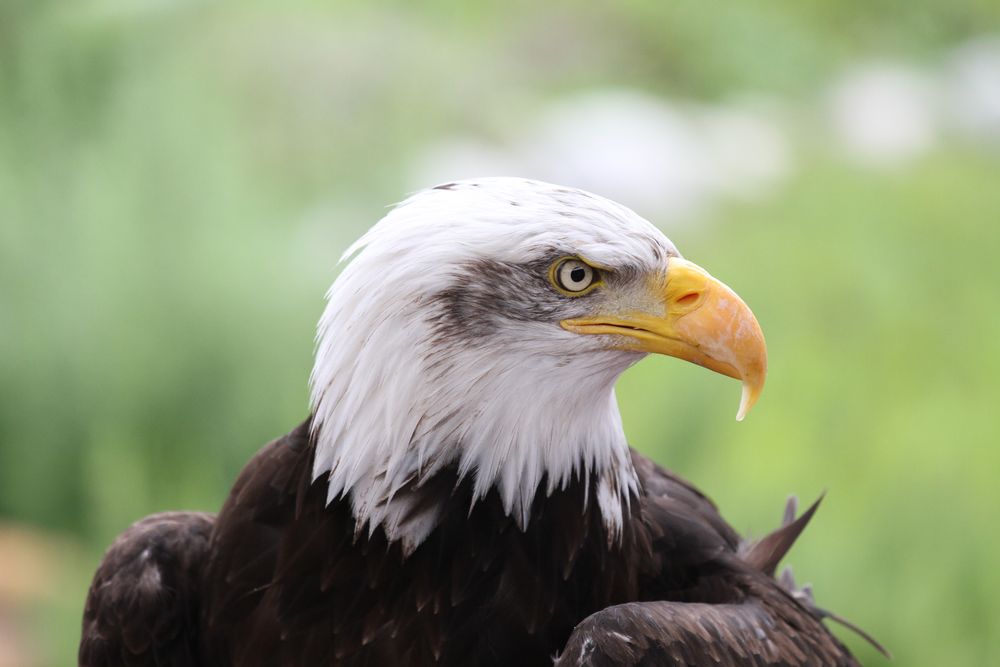 Seeadler