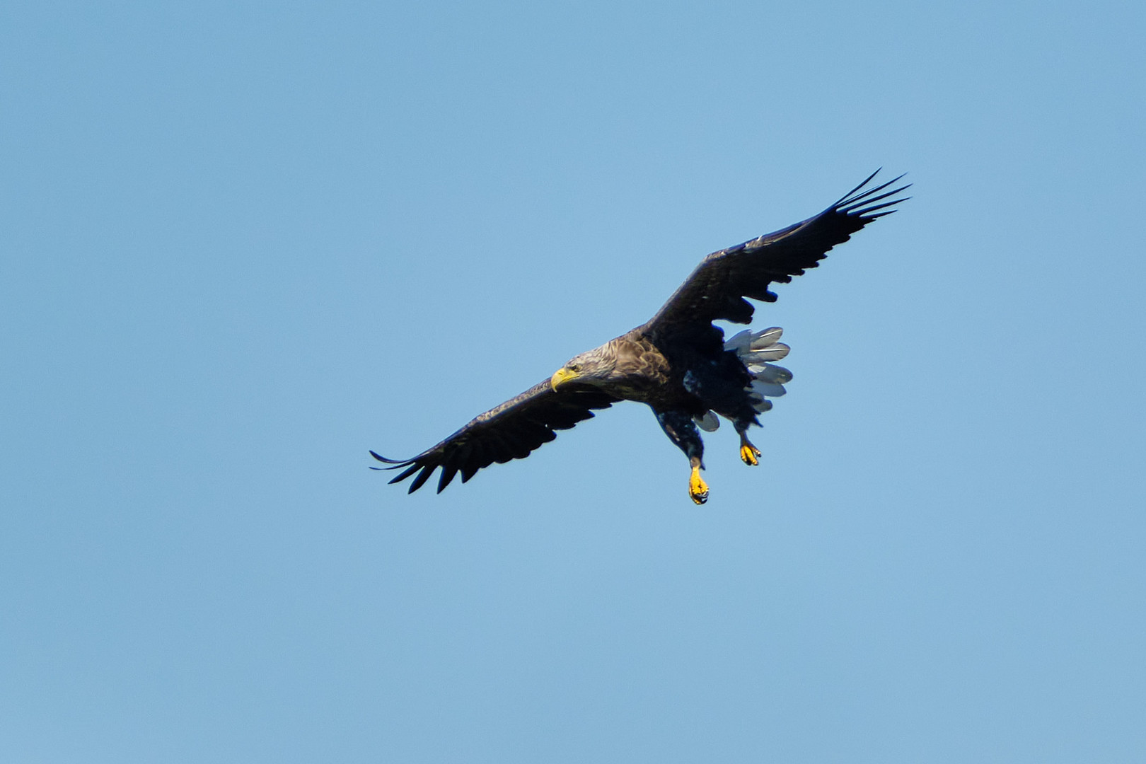 Seeadler