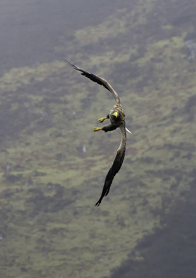 Seeadler