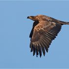 Seeadler