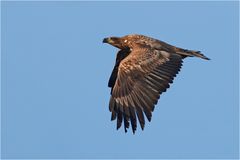 Seeadler