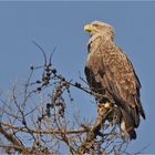 Seeadler