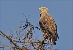 Seeadler