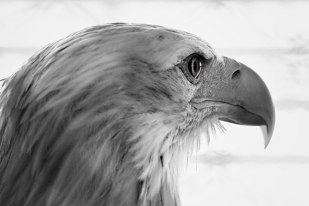 Seeadler