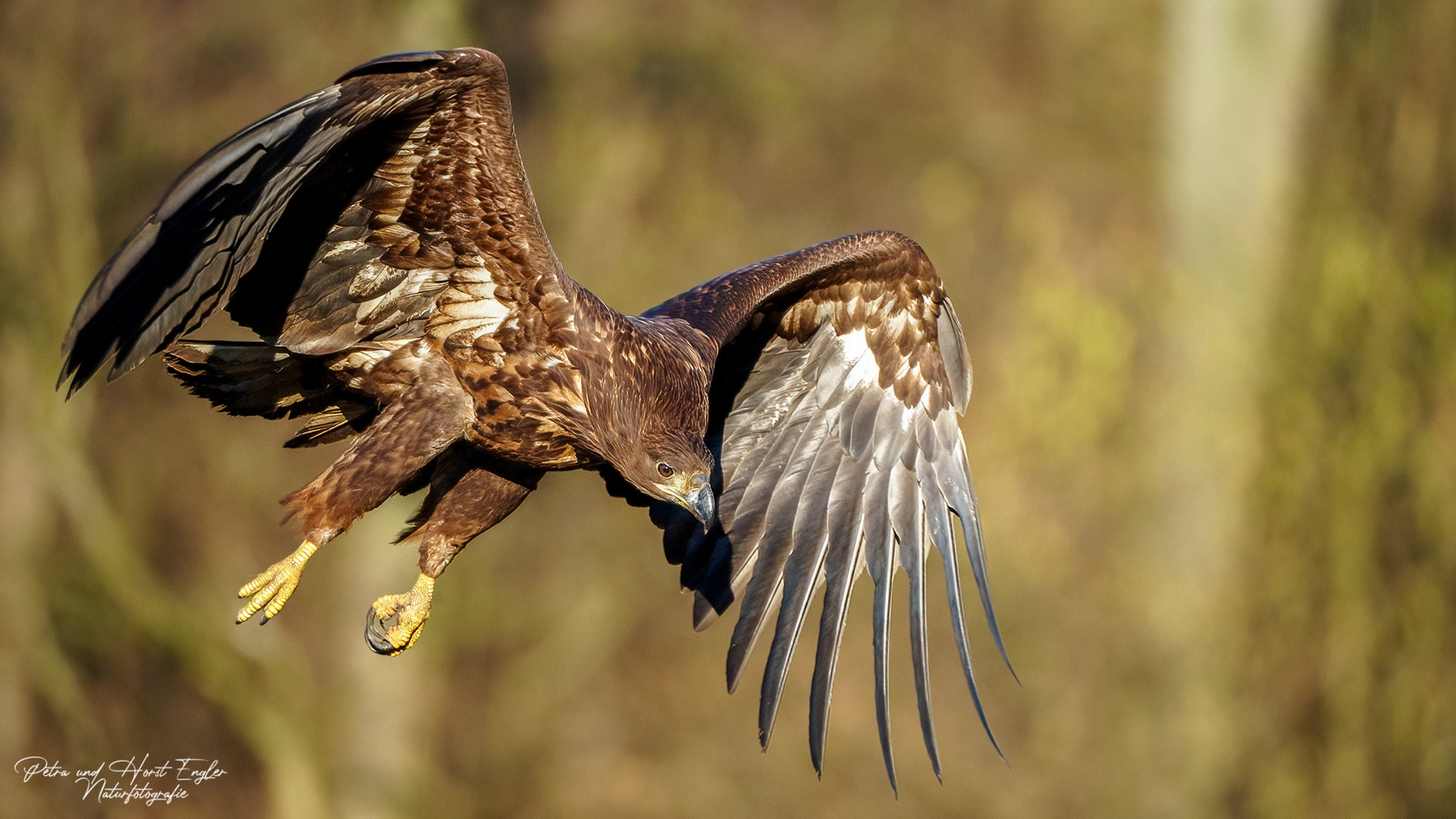 Seeadler