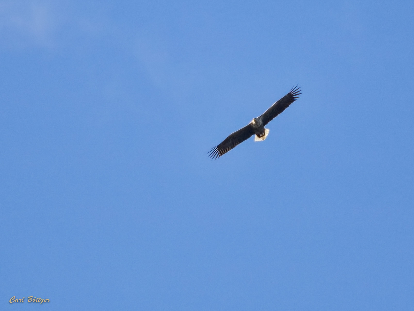 Seeadler